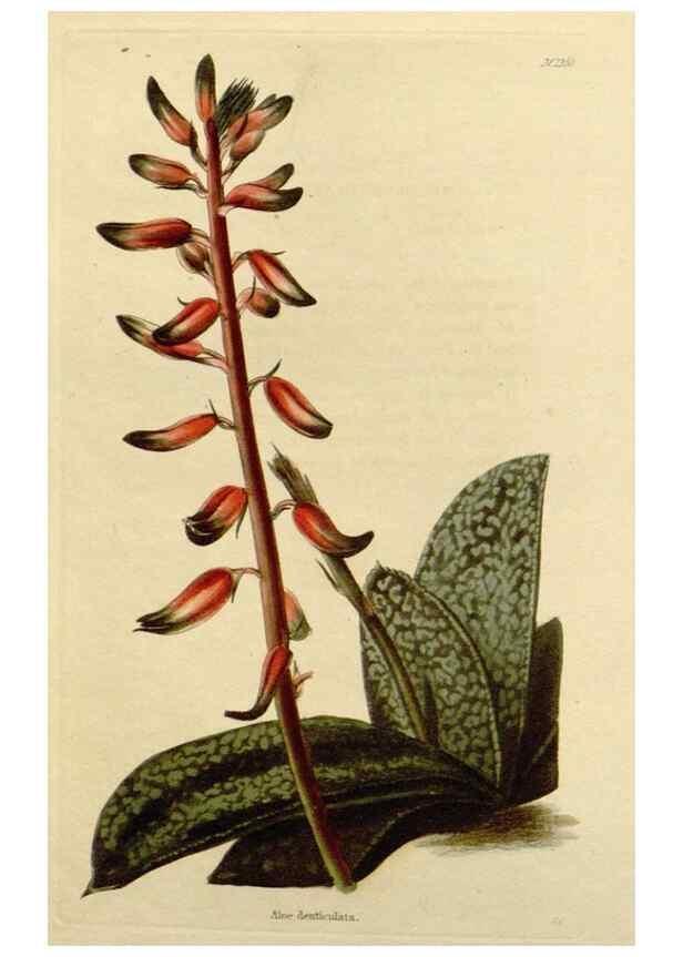 Reproducción/Reproduction 48782709663: The botanical cabinet. London :John & Arthur Arch ...,1817-1833.. 