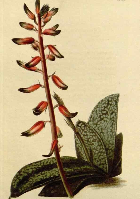 Reproducción/Reproduction 48782709663: The botanical cabinet. London :John & Arthur Arch ...,1817-1833.. 