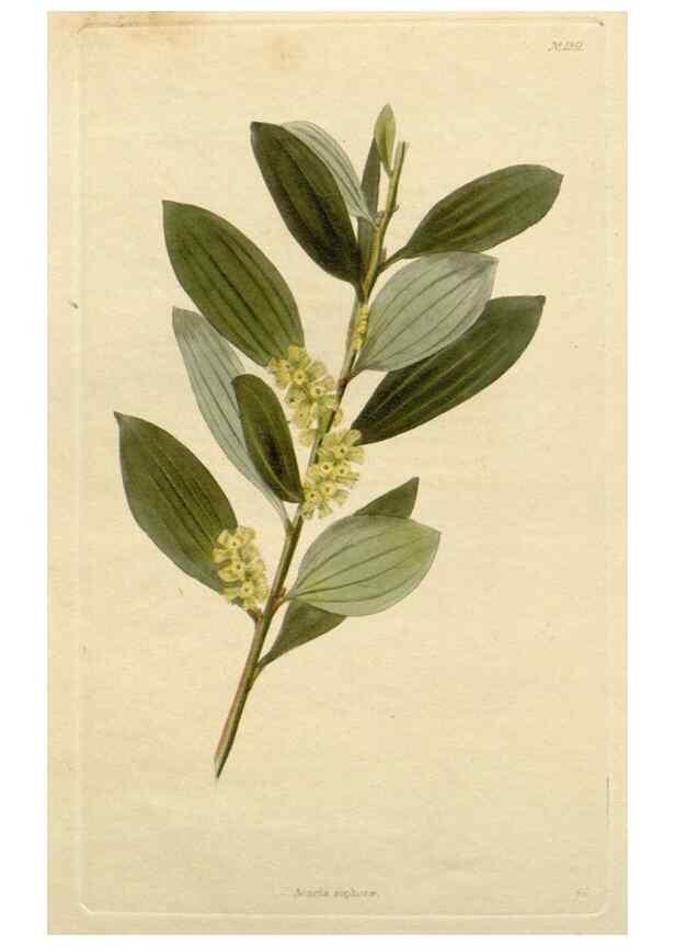 Reproducción/Reproduction 48783074746: The botanical cabinet. London :John & Arthur Arch ...,1817-1833.. 