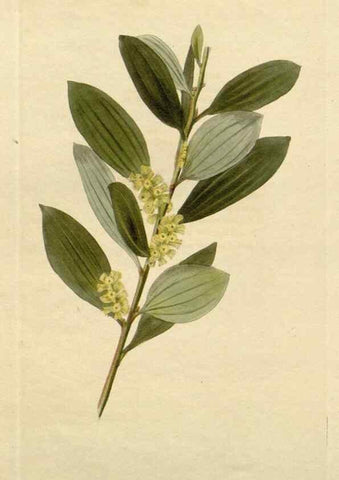 Reproducción/Reproduction 48783074746: The botanical cabinet. London :John & Arthur Arch ...,1817-1833.. 