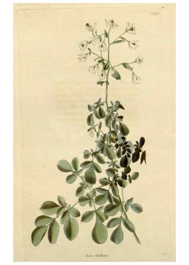 Reproducción/Reproduction 48782711473: The botanical cabinet. London :John & Arthur Arch ...,1817-1833.. 