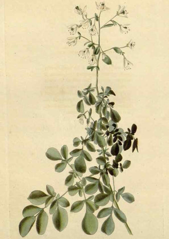 Reproducción/Reproduction 48782711473: The botanical cabinet. London :John & Arthur Arch ...,1817-1833.. 