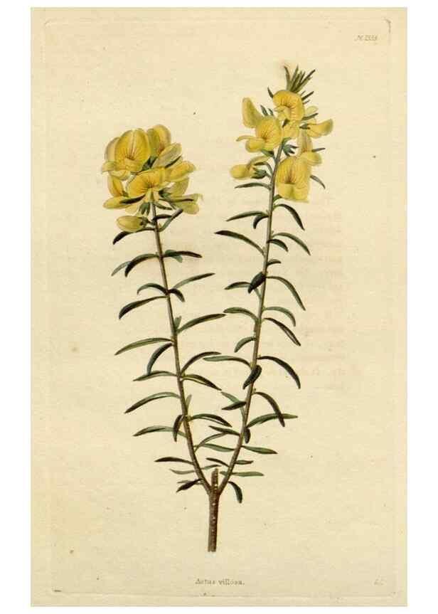 Reproducción/Reproduction 48783076231: The botanical cabinet. London :John & Arthur Arch ...,1817-1833.. 