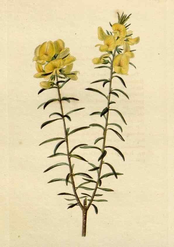 Reproducción/Reproduction 48783076231: The botanical cabinet. London :John & Arthur Arch ...,1817-1833.. 
