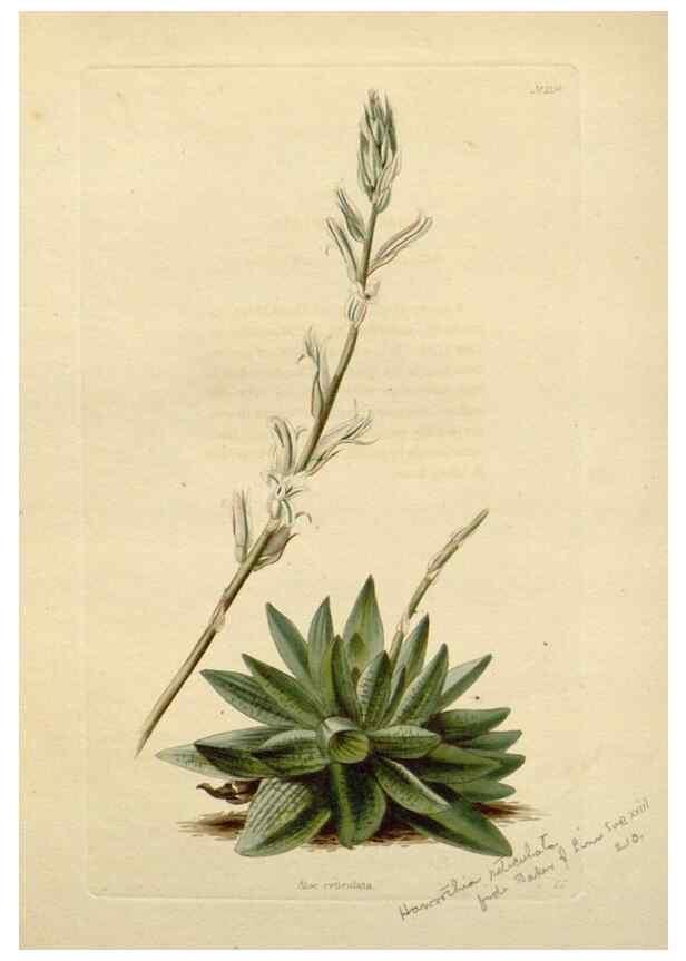 Reproducción/Reproduction 48782712598: The botanical cabinet. London :John & Arthur Arch ...,1817-1833.. 