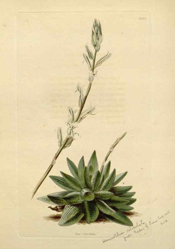 Reproducción/Reproduction 48782712598: The botanical cabinet. London :John & Arthur Arch ...,1817-1833.. 
