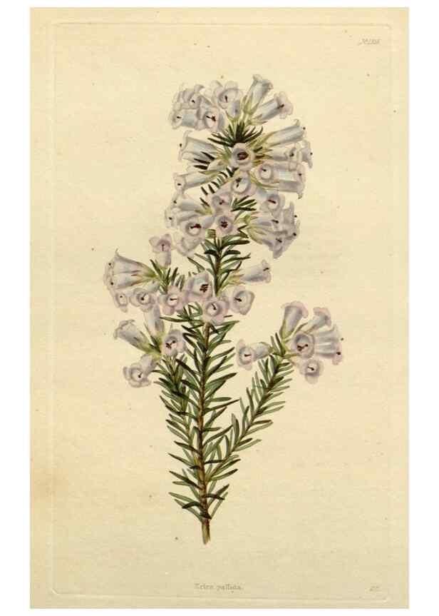 Reproducción/Reproduction 48782713208: The botanical cabinet. London :John & Arthur Arch ...,1817-1833.. 