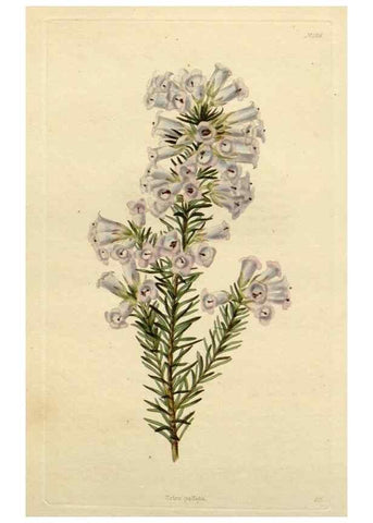 Reproducción/Reproduction 48782713208: The botanical cabinet. London :John & Arthur Arch ...,1817-1833.. 