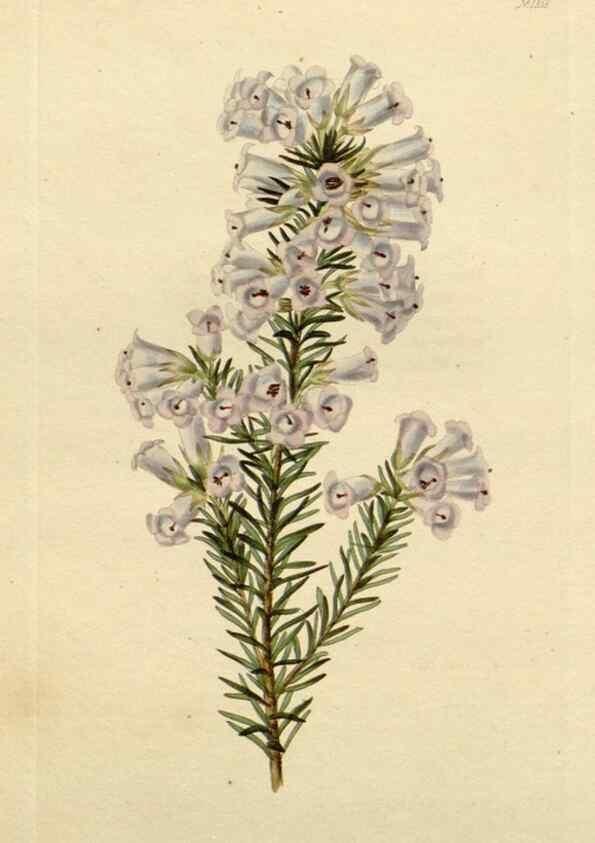 Reproducción/Reproduction 48782713208: The botanical cabinet. London :John & Arthur Arch ...,1817-1833.. 