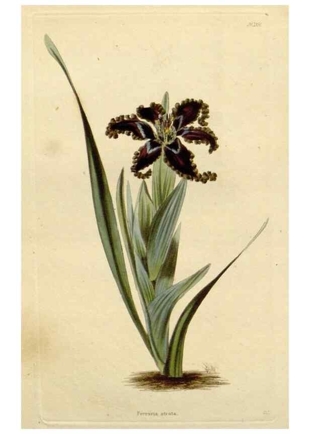 Reproducción/Reproduction 48783077971: The botanical cabinet. London :John & Arthur Arch ...,1817-1833.. 