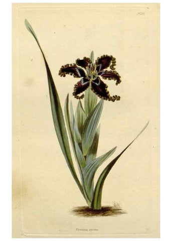 Reproducción/Reproduction 48783077971: The botanical cabinet. London :John & Arthur Arch ...,1817-1833.. 