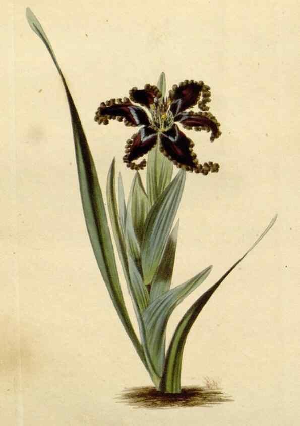 Reproducción/Reproduction 48783077971: The botanical cabinet. London :John & Arthur Arch ...,1817-1833.. 