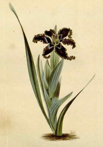 Reproducción/Reproduction 48783077971: The botanical cabinet. London :John & Arthur Arch ...,1817-1833.. 