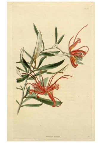 Reproducción/Reproduction 48783078796: The botanical cabinet. London :John & Arthur Arch ...,1817-1833.. 
