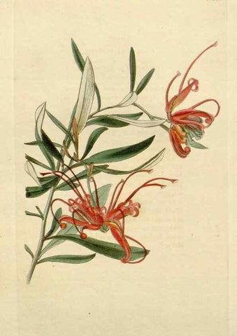 Reproducción/Reproduction 48783078796: The botanical cabinet. London :John & Arthur Arch ...,1817-1833.. 