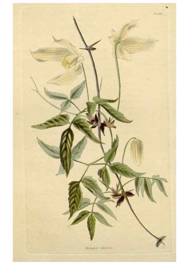 Reproducción/Reproduction 48783079626: The botanical cabinet. London :John & Arthur Arch ...,1817-1833.. 