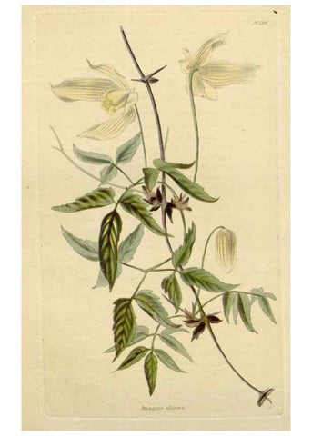 Reproducción/Reproduction 48783079626: The botanical cabinet. London :John & Arthur Arch ...,1817-1833.. 