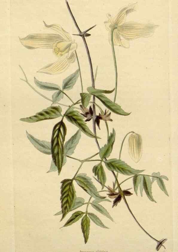 Reproducción/Reproduction 48783079626: The botanical cabinet. London :John & Arthur Arch ...,1817-1833.. 