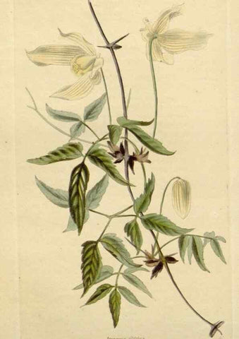 Reproducción/Reproduction 48783079626: The botanical cabinet. London :John & Arthur Arch ...,1817-1833.. 
