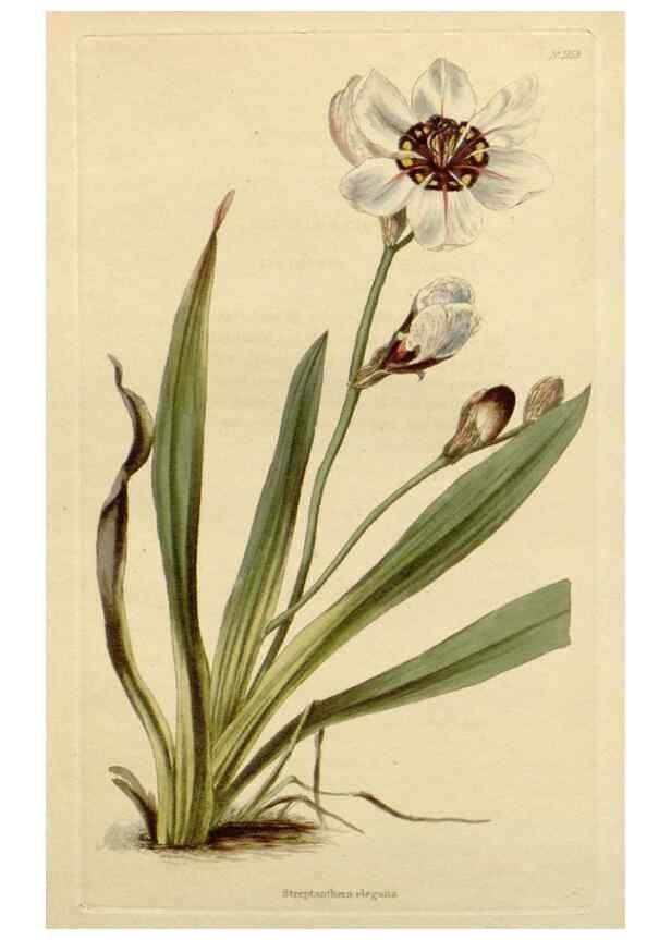 Reproducción/Reproduction 48783247832: The botanical cabinet. London :John & Arthur Arch ...,1817-1833.. 