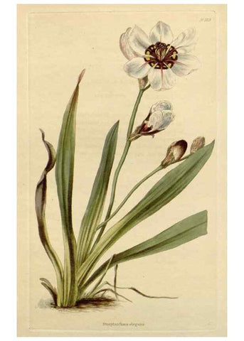 Reproducción/Reproduction 48783247832: The botanical cabinet. London :John & Arthur Arch ...,1817-1833.. 