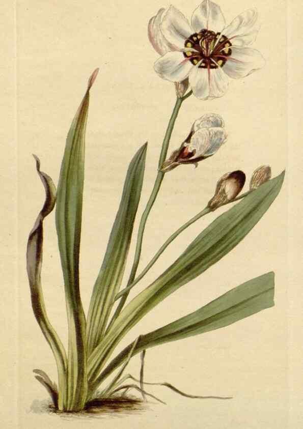 Reproducción/Reproduction 48783247832: The botanical cabinet. London :John & Arthur Arch ...,1817-1833.. 