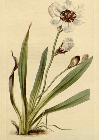 Reproducción/Reproduction 48783247832: The botanical cabinet. London :John & Arthur Arch ...,1817-1833.. 