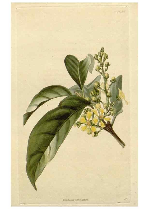 Reproducción/Reproduction 48783080586: The botanical cabinet. London :John & Arthur Arch ...,1817-1833.. 