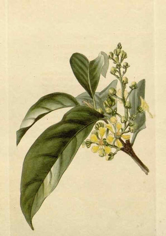 Reproducción/Reproduction 48783080586: The botanical cabinet. London :John & Arthur Arch ...,1817-1833.. 