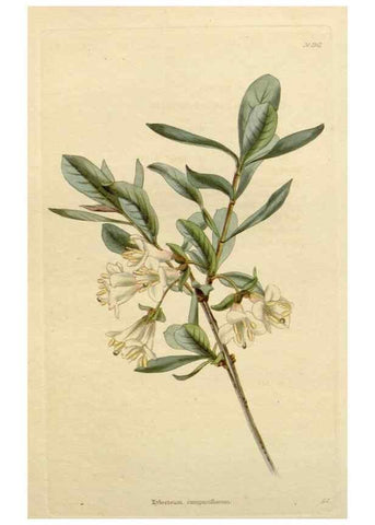 Reproducción/Reproduction 48782716728: The botanical cabinet. London :John & Arthur Arch ...,1817-1833.. 