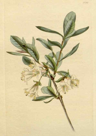 Reproducción/Reproduction 48782716728: The botanical cabinet. London :John & Arthur Arch ...,1817-1833.. 