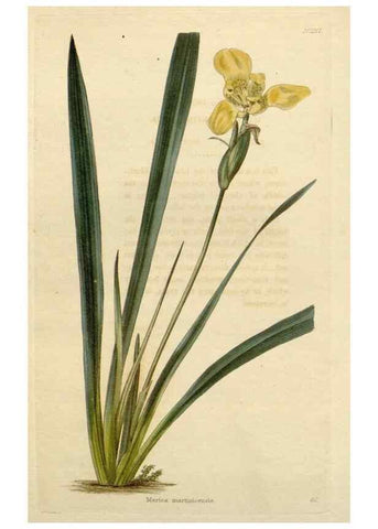 Reproducción/Reproduction 48783249122: The botanical cabinet. London :John & Arthur Arch ...,1817-1833.. 