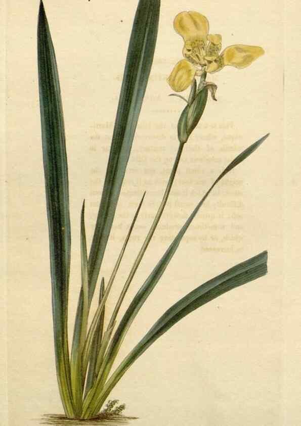 Reproducción/Reproduction 48783249122: The botanical cabinet. London :John & Arthur Arch ...,1817-1833.. 