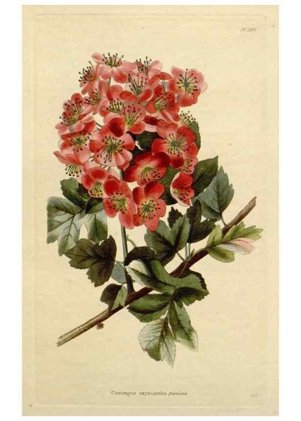 Reproducción/Reproduction 48782717658: The botanical cabinet. London :John & Arthur Arch ...,1817-1833.. 