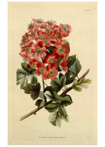 Reproducción/Reproduction 48782717658: The botanical cabinet. London :John & Arthur Arch ...,1817-1833.. 