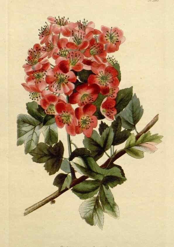 Reproducción/Reproduction 48782717658: The botanical cabinet. London :John & Arthur Arch ...,1817-1833.. 