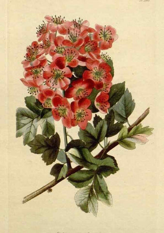 Reproducción/Reproduction 48782717658: The botanical cabinet. London :John & Arthur Arch ...,1817-1833.. 