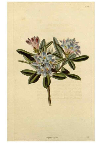 Reproducción/Reproduction 48783240262: The botanical cabinet. London :John & Arthur Arch ...,1817-1833.. 