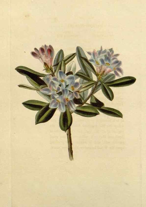 Reproducción/Reproduction 48783240262: The botanical cabinet. London :John & Arthur Arch ...,1817-1833.. 