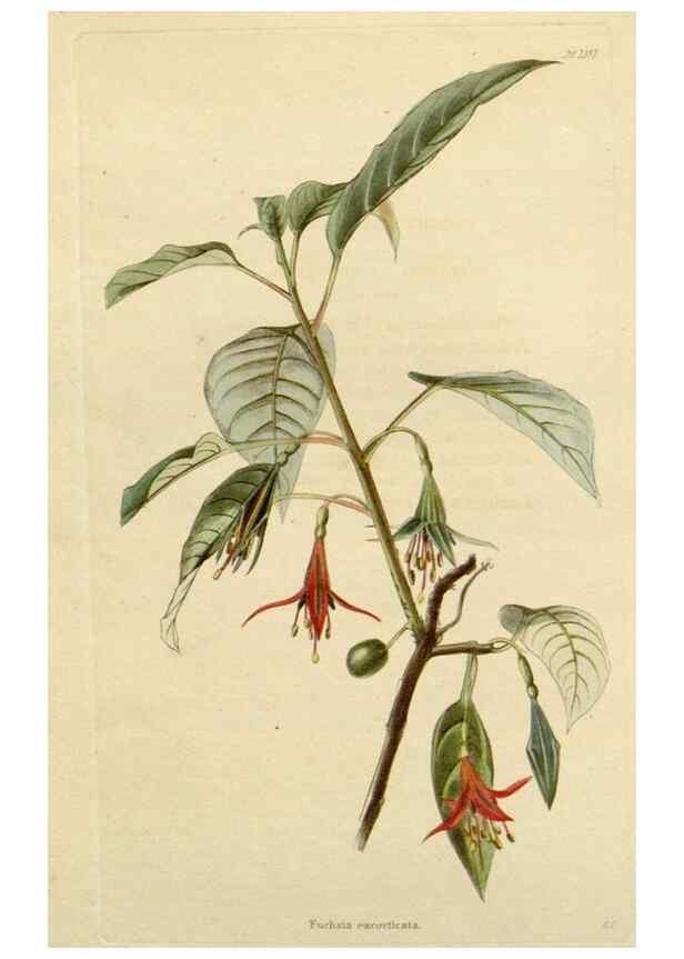 Reproducción/Reproduction 48782708013: The botanical cabinet. London :John & Arthur Arch ...,1817-1833.. 