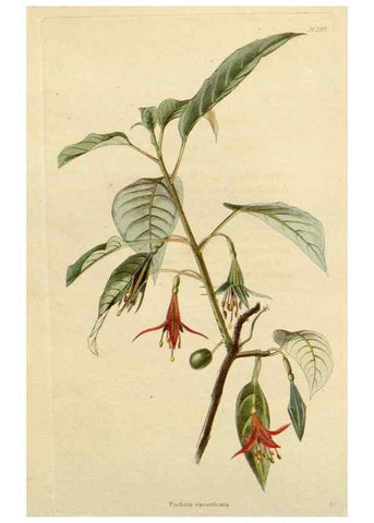 Reproducción/Reproduction 48782708013: The botanical cabinet. London :John & Arthur Arch ...,1817-1833.. 