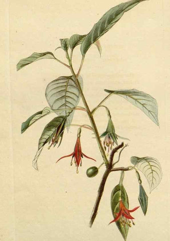 Reproducción/Reproduction 48782708013: The botanical cabinet. London :John & Arthur Arch ...,1817-1833.. 