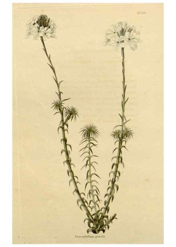 Reproducción/Reproduction 48782707513: The botanical cabinet. London :John & Arthur Arch ...,1817-1833.. 
