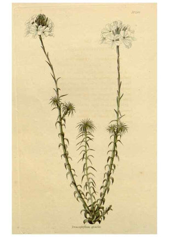 Reproducción/Reproduction 48782707513: The botanical cabinet. London :John & Arthur Arch ...,1817-1833.. 