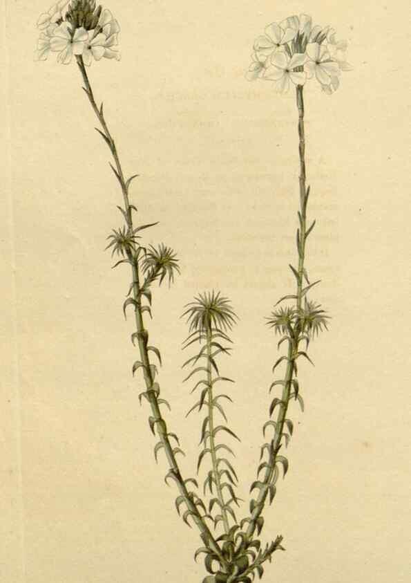Reproducción/Reproduction 48782707513: The botanical cabinet. London :John & Arthur Arch ...,1817-1833.. 
