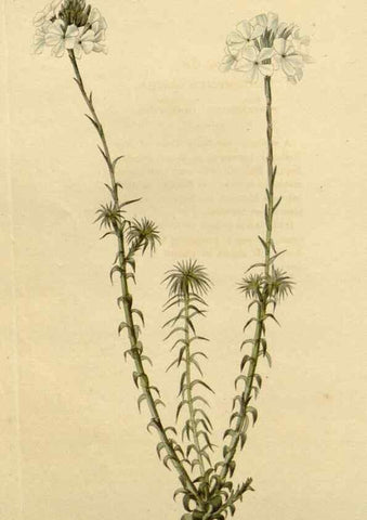 Reproducción/Reproduction 48782707513: The botanical cabinet. London :John & Arthur Arch ...,1817-1833.. 