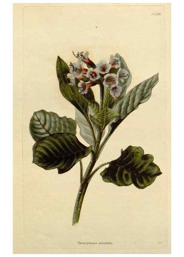 Reproducción/Reproduction 48783238617: The botanical cabinet. London :John & Arthur Arch ...,1817-1833.. 