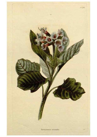 Reproducción/Reproduction 48783238617: The botanical cabinet. London :John & Arthur Arch ...,1817-1833.. 