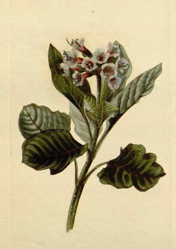 Reproducción/Reproduction 48783238617: The botanical cabinet. London :John & Arthur Arch ...,1817-1833.. 