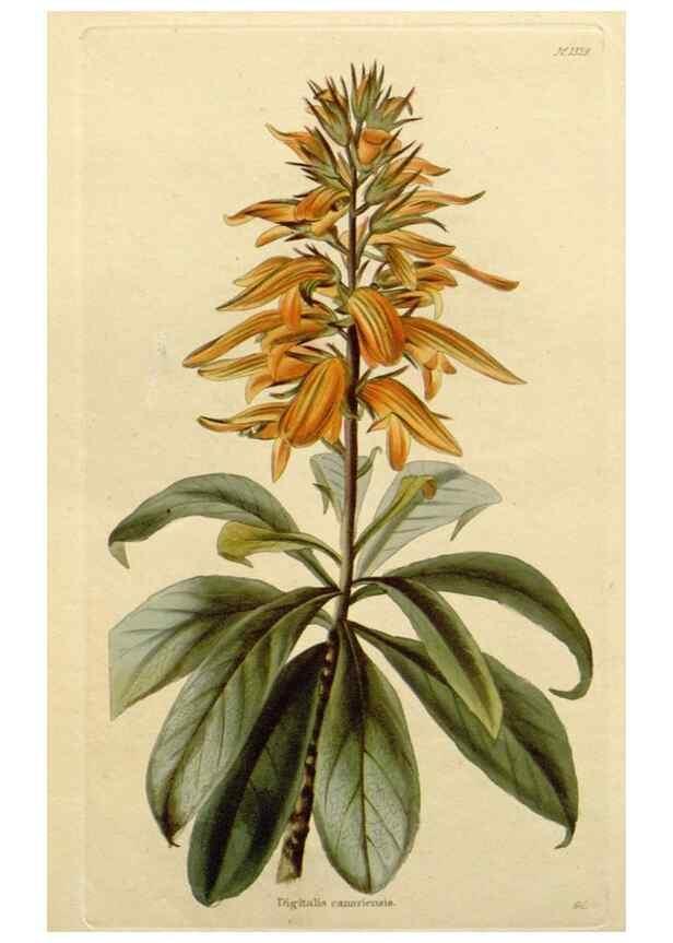Reproducción/Reproduction 48782694693: The botanical cabinet. London :John & Arthur Arch ...,1817-1833.. 